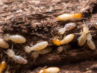 一體化智慧白蟻監(jiān)測系統(tǒng)